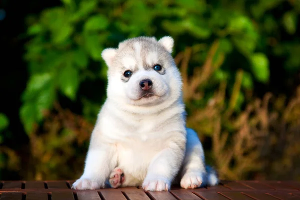 シベリアハスキー子犬屋外 — ストック写真