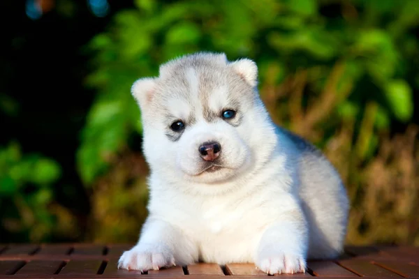 Σιβηρίας Husky Κουτάβι Εξωτερικούς Χώρους — Φωτογραφία Αρχείου