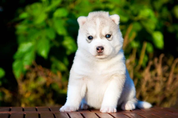 Syberyjski Szczeniak Husky Zewnątrz — Zdjęcie stockowe