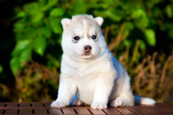 Syberyjski Szczeniak Husky Zewnątrz — Zdjęcie stockowe