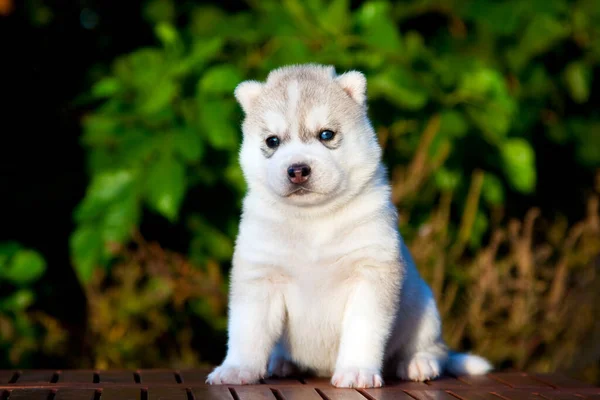 Szibériai Husky Kiskutya Szabadban — Stock Fotó