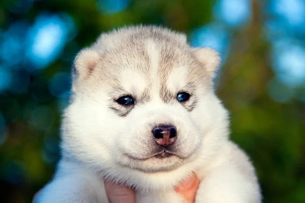 Portrét Roztomilého Husky Štěňátka — Stock fotografie