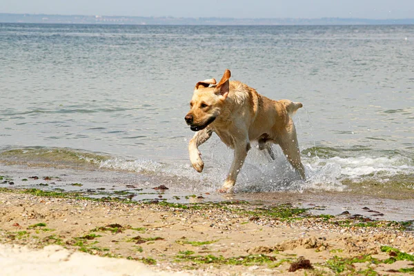 Golden Retriever Sandstrand — Stockfoto