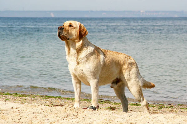 沙滩上的金毛猎犬 — 图库照片