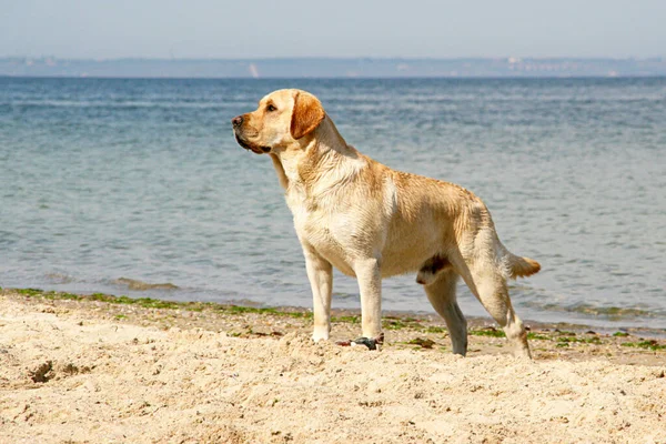 沙滩上的金毛猎犬 — 图库照片