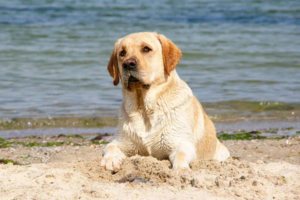 沙滩上的金毛猎犬 — 图库照片