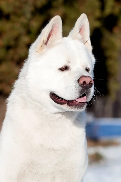 Vit Amerikansk Akita Vintern — Stockfoto