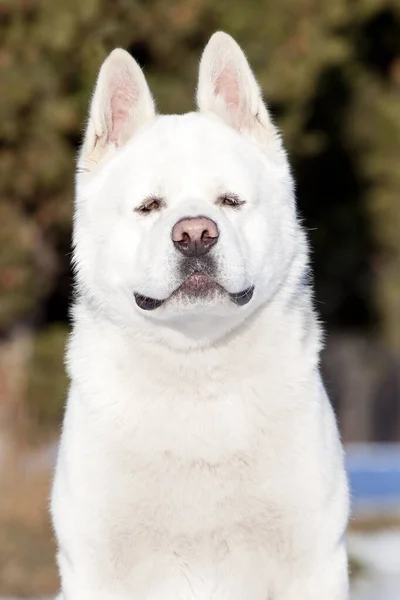 Blanco Americano Akita Invierno — Foto de Stock