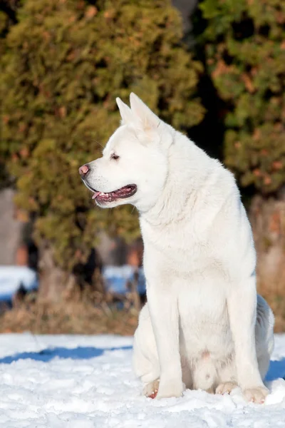 Bianco Akita Americano Inverno — Foto Stock