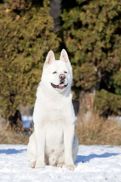 Branco Akita Americano Inverno — Fotografia de Stock