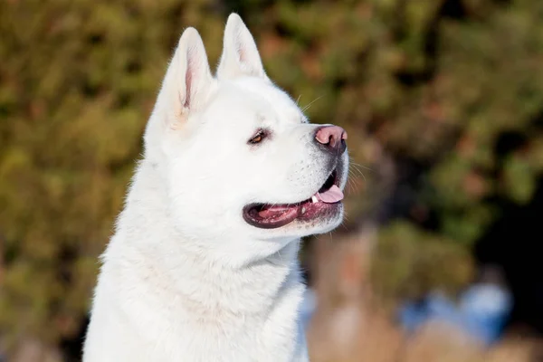 Vit Amerikansk Akita Vintern — Stockfoto