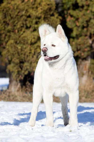 Bílá Americká Akita Zimě — Stock fotografie