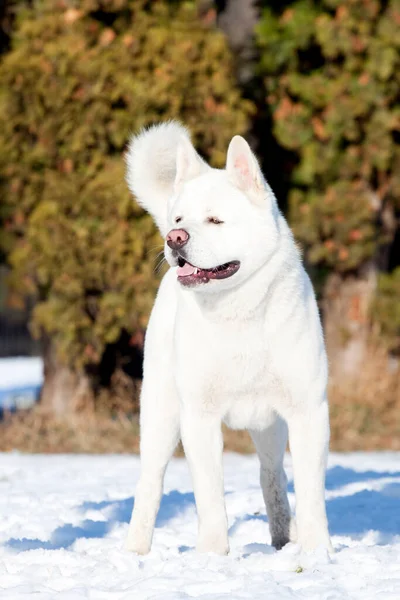 Biała Amerykańska Akita Zimą — Zdjęcie stockowe