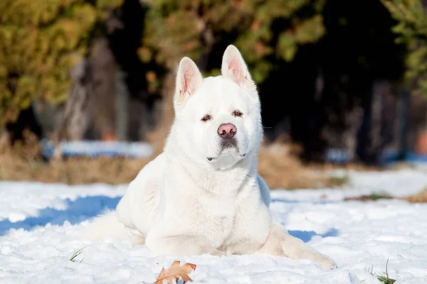 Branco Akita Americano Inverno — Fotografia de Stock