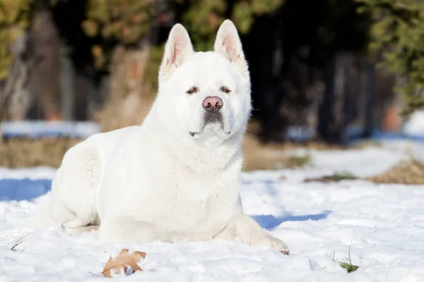 Bianco Akita Americano Inverno — Foto Stock