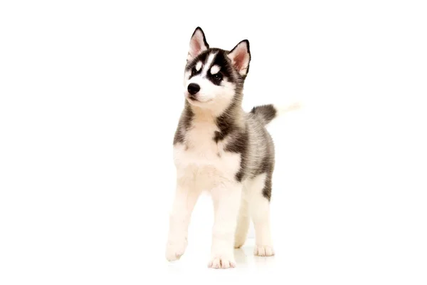 Schattige Siberische Husky Puppy — Stockfoto