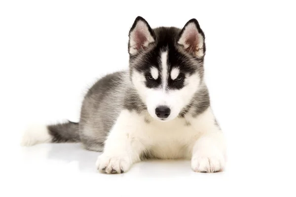 Adorabil Siberian Husky Catelus — Fotografie, imagine de stoc