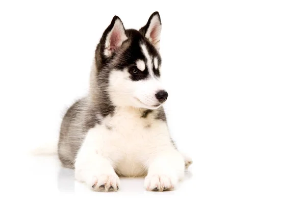 Adorável Cachorro Husky Siberiano — Fotografia de Stock