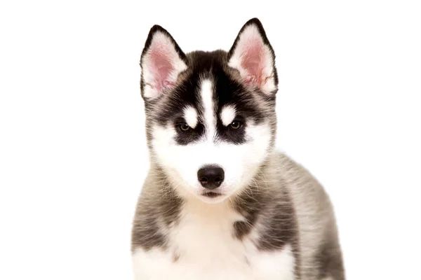 Sevimli Sibirya Husky Köpeği — Stok fotoğraf