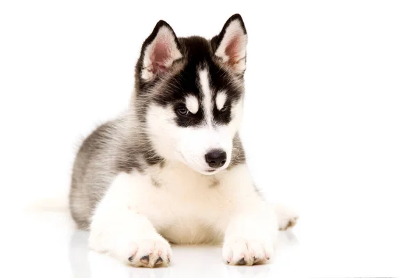 Schattige Siberische Husky Puppy — Stockfoto