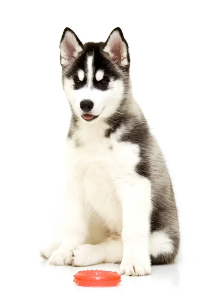 Entzückender Sibirischer Husky Welpe — Stockfoto