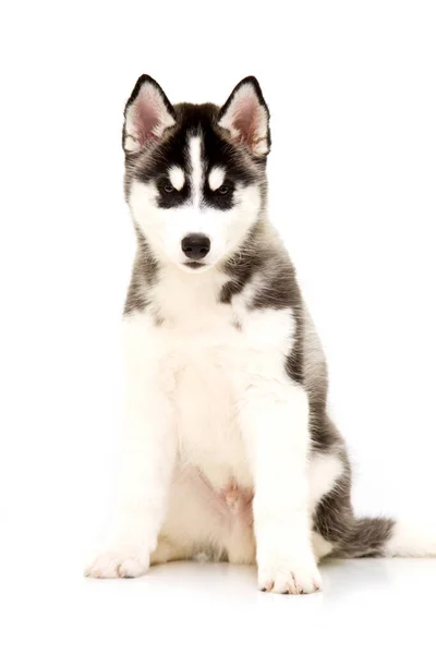 Sevimli Sibirya Husky Köpeği — Stok fotoğraf