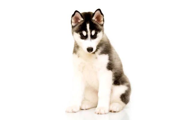 Adorável Cachorro Husky Siberiano — Fotografia de Stock