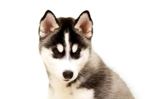 Sevimli Sibirya Husky Köpeği — Stok fotoğraf