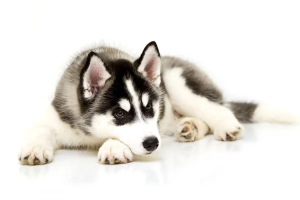 Schattige Siberische Husky Puppy — Stockfoto