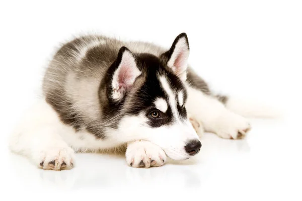 Adorable Siberian Husky Puppy — Stock Photo, Image