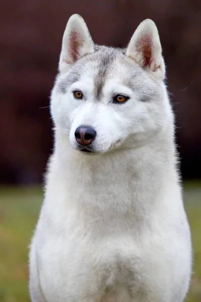 Adorável Siberian Husky Cão Livre — Fotografia de Stock