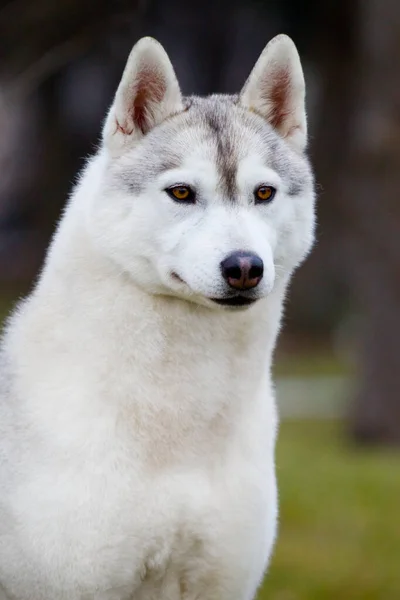 Bedårande Sibiriska Husky Hund Utomhus — Stockfoto