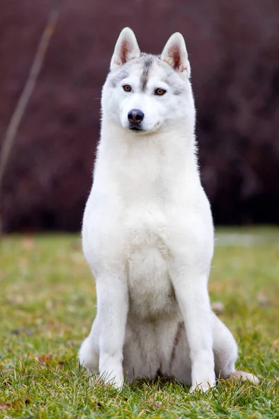 Entzückender Siberian Husky Hund Freien — Stockfoto