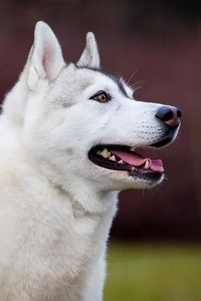 Bedårande Sibiriska Husky Hund Utomhus — Stockfoto