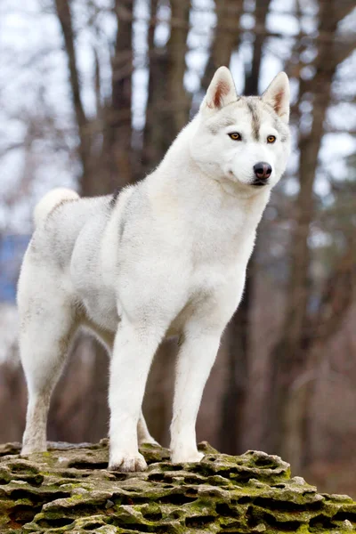 Uroczy Syberyjski Pies Husky Zewnątrz — Zdjęcie stockowe