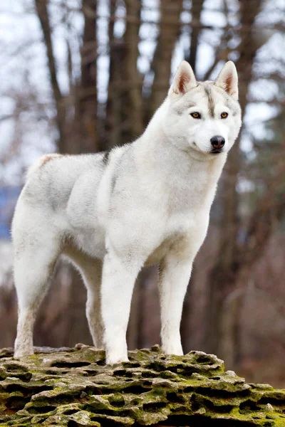 Adorável Siberian Husky Cão Livre — Fotografia de Stock