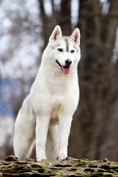 Adorable Perro Husky Siberiano Aire Libre —  Fotos de Stock