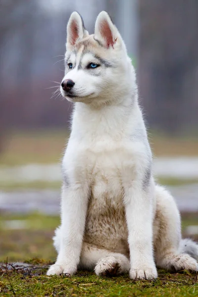 Adorable Siberian Husky Dog Outdoor — Stock Photo, Image