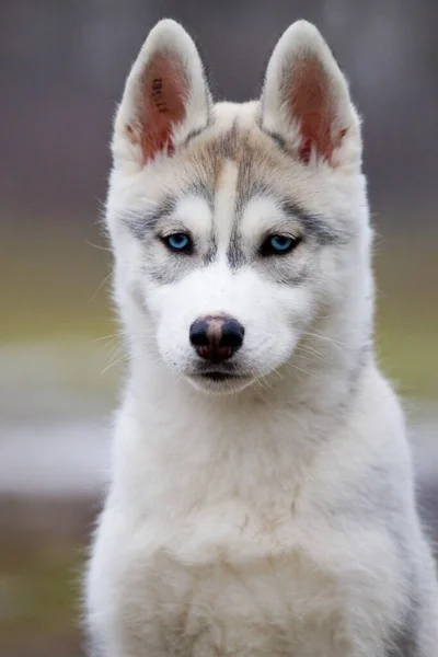 Adorável Siberian Husky Cão Livre — Fotografia de Stock