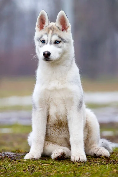 Bedårande Sibiriska Husky Hund Utomhus — Stockfoto