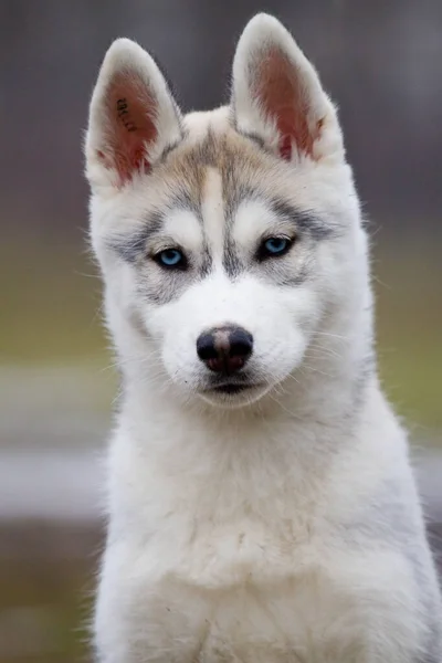 Adorável Siberian Husky Cão Livre — Fotografia de Stock