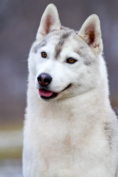 Imádnivaló Szibériai Husky Kutya Szabadban — Stock Fotó