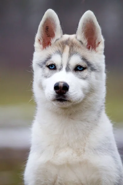 Rozkošný Sibiřský Husky Pes Venku — Stock fotografie