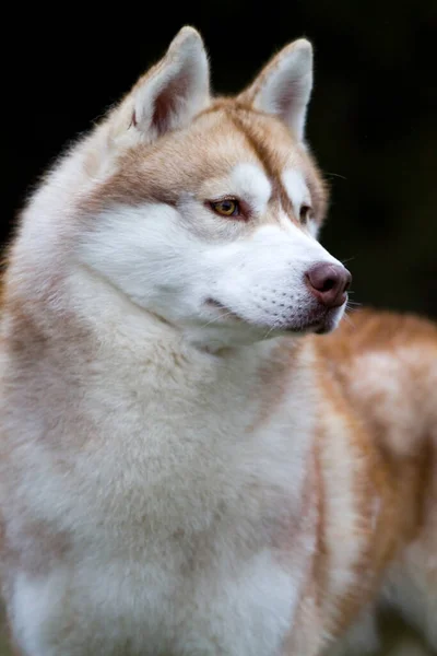 Rozkošný Sibiřský Husky Pes Venku — Stock fotografie