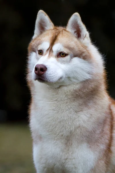 Schattige Siberische Husky Hond Buiten — Stockfoto