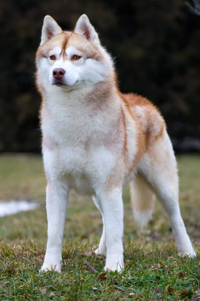 Rozkošný Sibiřský Husky Pes Venku — Stock fotografie