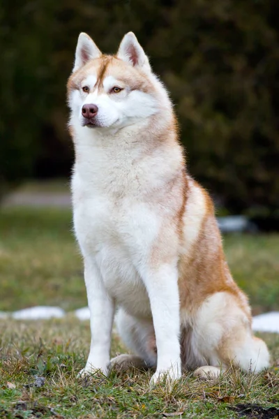 Rozkošný Sibiřský Husky Pes Venku — Stock fotografie