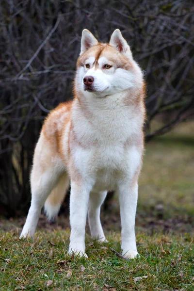 Adorável Siberian Husky Cão Livre — Fotografia de Stock