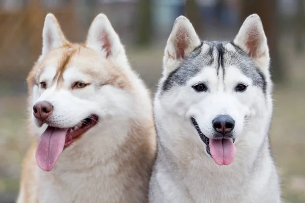 Schattige Siberische Husky Honden Buiten — Stockfoto