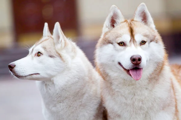 Förtjusande Sibiriska Husky Hundar Utomhus — Stockfoto